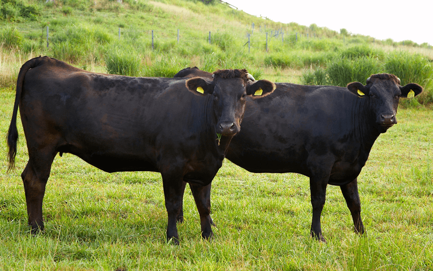 wagyu cow